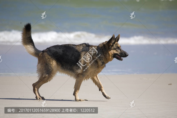 拉娜