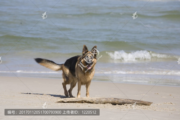 拉娜