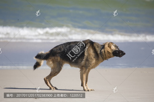 拉娜