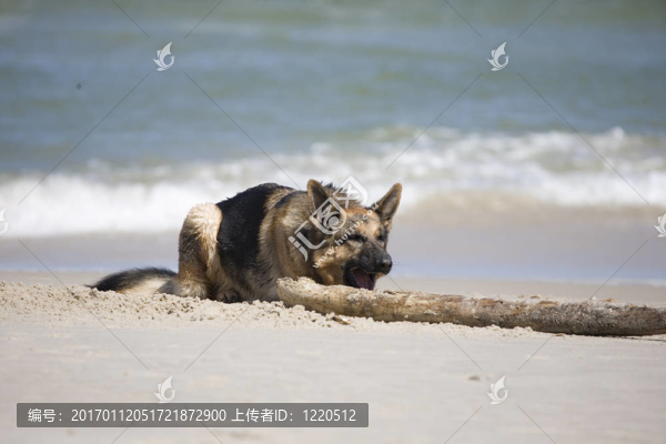 拉娜