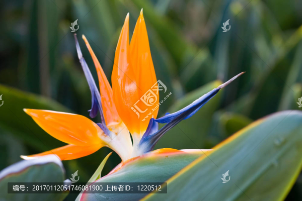 天堂鳥