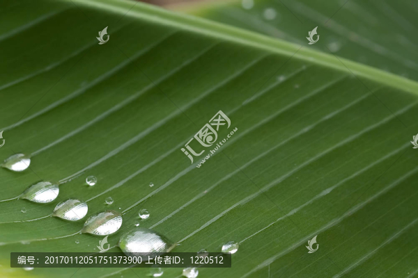 香蕉葉