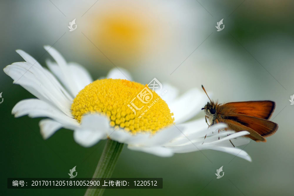 蛾在花