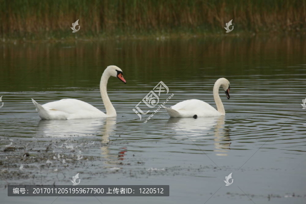 swaners
