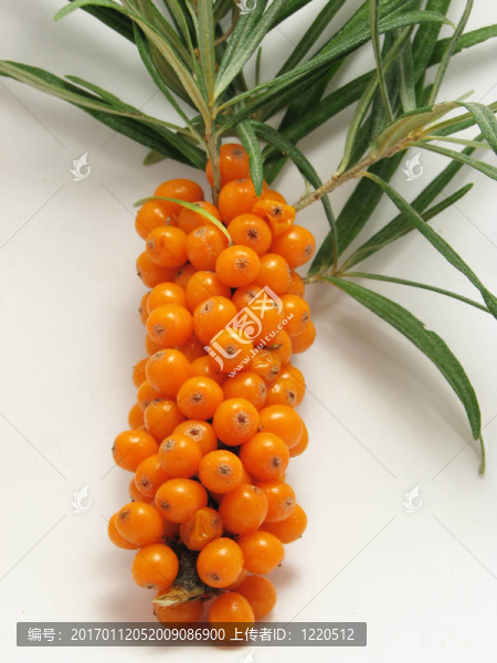 沙棘漿果