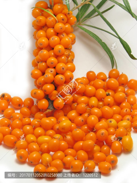 沙棘漿果