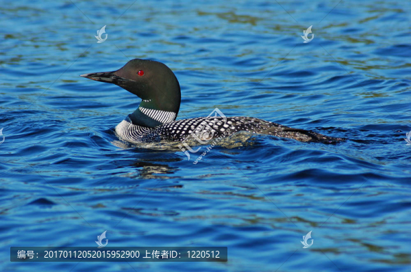 普通潛鳥