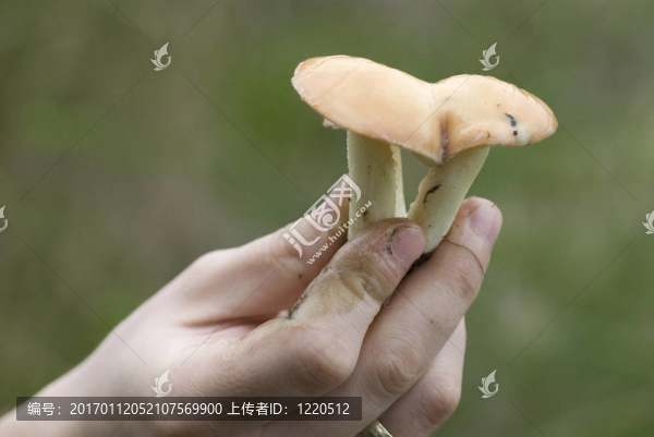 蘑菇