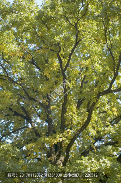 橡樹