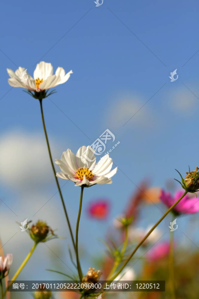 花園里的花