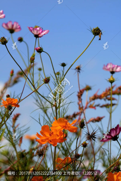 花園里的花