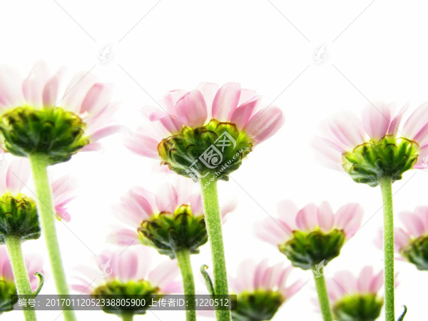 從下面的粉紅花