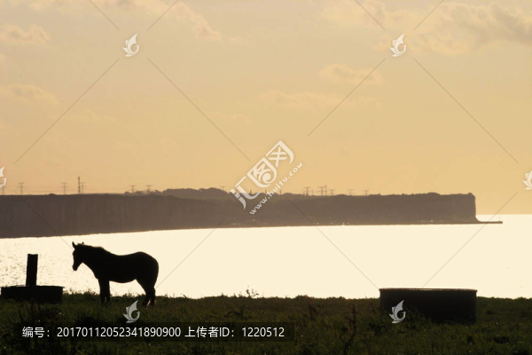 馬在Sea