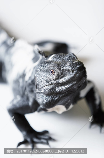 刺尾鬣蜥