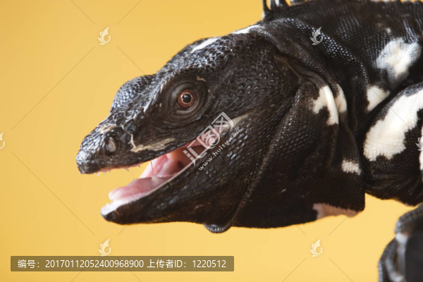 刺尾鬣蜥