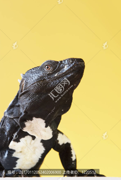 刺尾鬣蜥