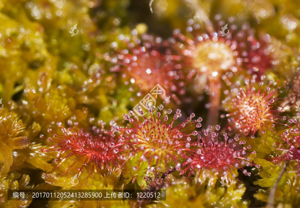 圓葉茅膏菜-匯圖網(wǎng) www.fosd68.com 圓葉茅膏菜