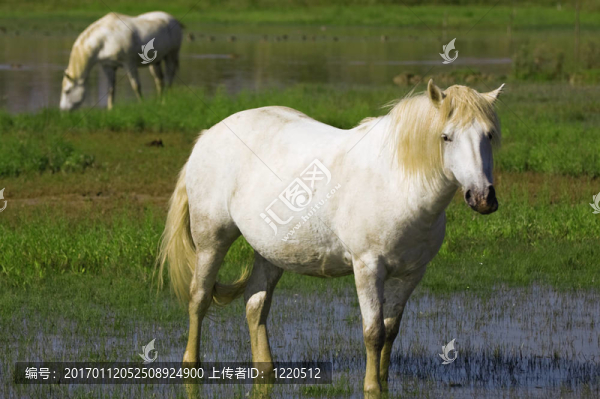 白色的馬