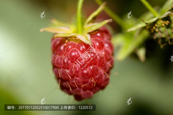 拉斯伯里宏