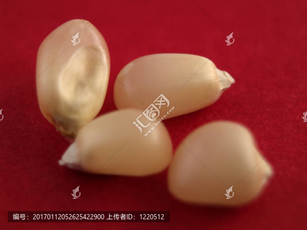 白色的玉米粒
