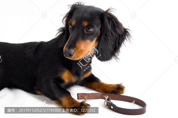 dachshound