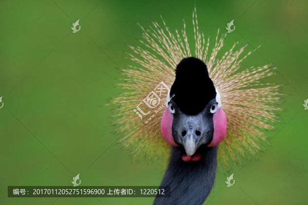 維多利亞丹頂鶴
