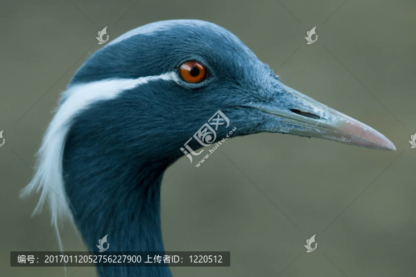 蓑羽鶴