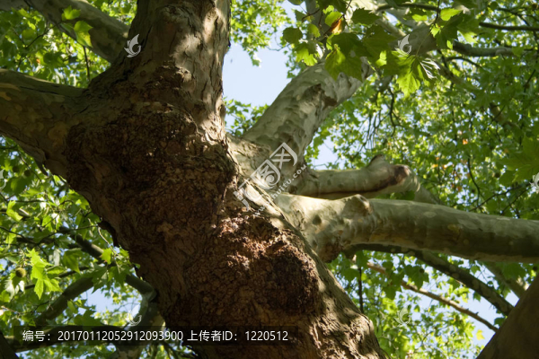 樹