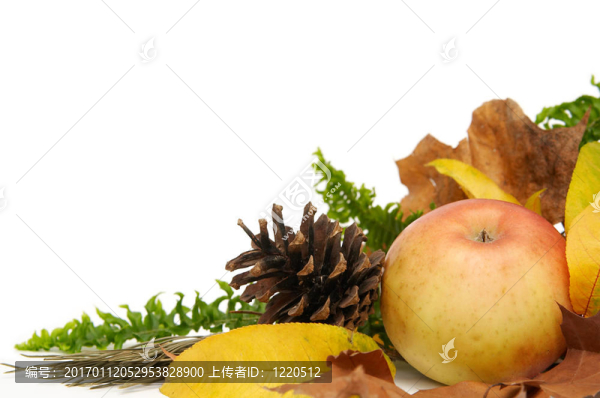 紅葉的安排