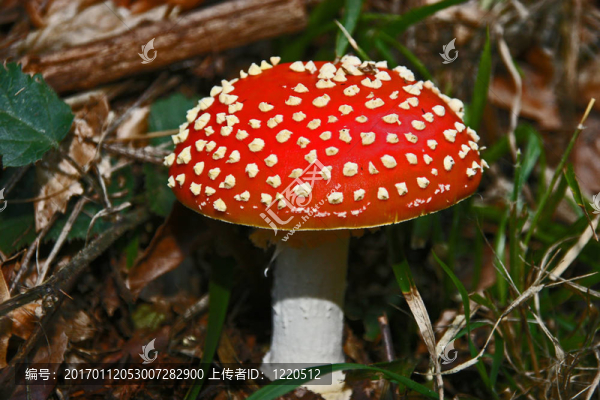 一個(gè)粉木耳