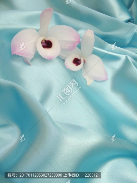 藍(lán)色緞上的蘭花-,1