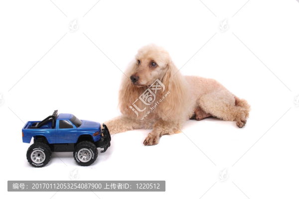 獅子狗和車