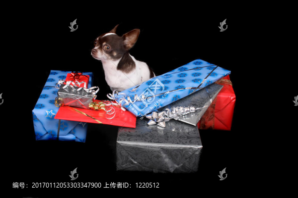 奇瓦瓦提出了