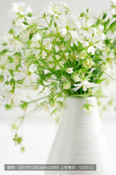 林花