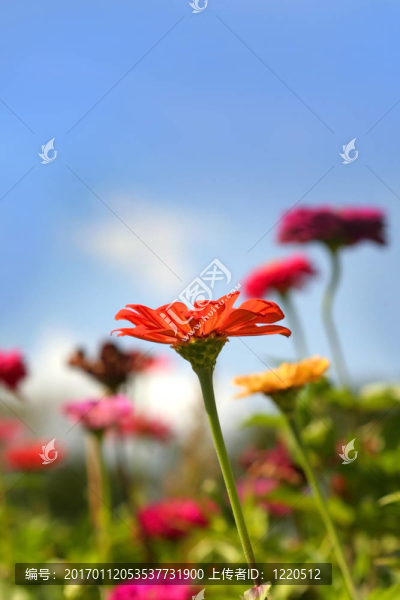 花園里的花