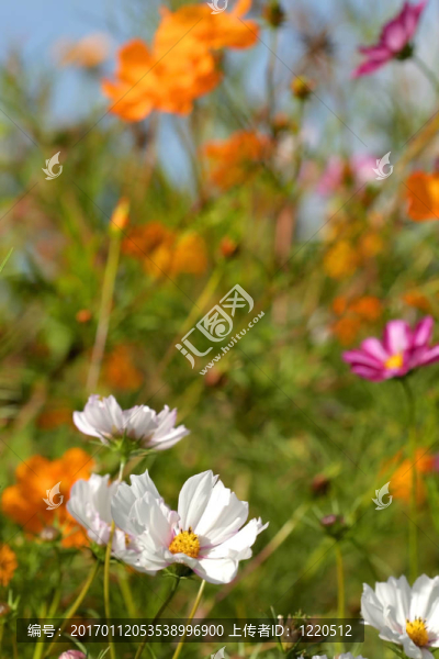 花園里的花