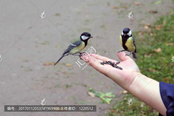 雀鳥