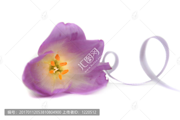 丁香花
