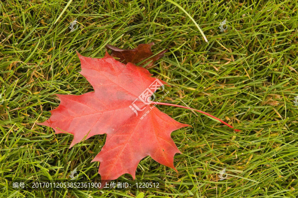 草上的紅楓