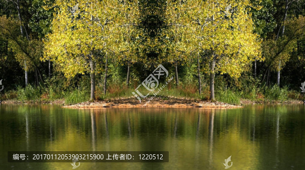 樹的倒影