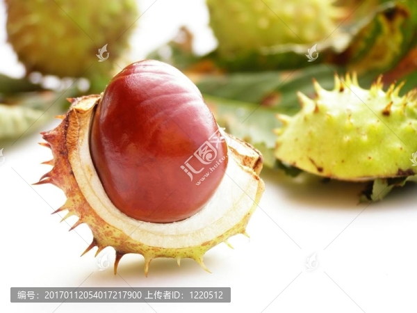 板栗