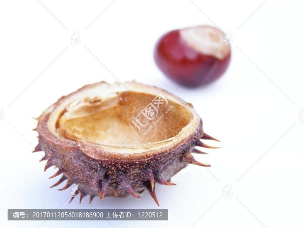 板栗
