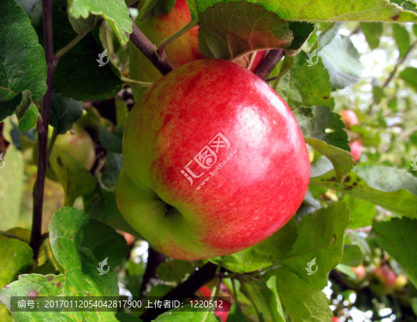 蘋果準(zhǔn)備收獲2