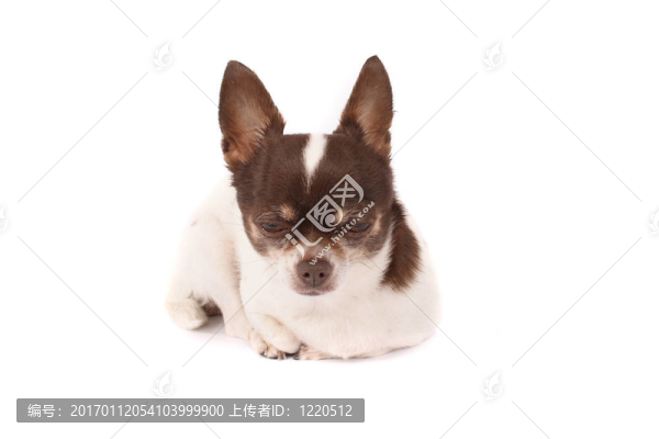 奇瓦瓦