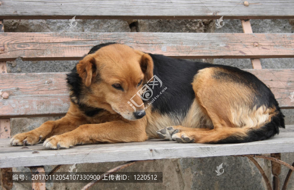 狗