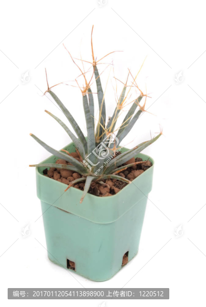 仙人掌