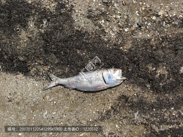 海灘上的死魚2