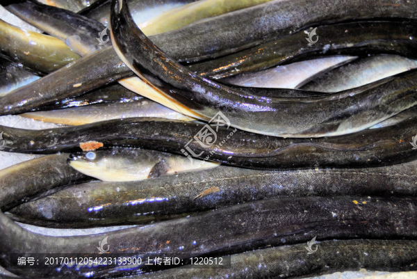 鰻魚