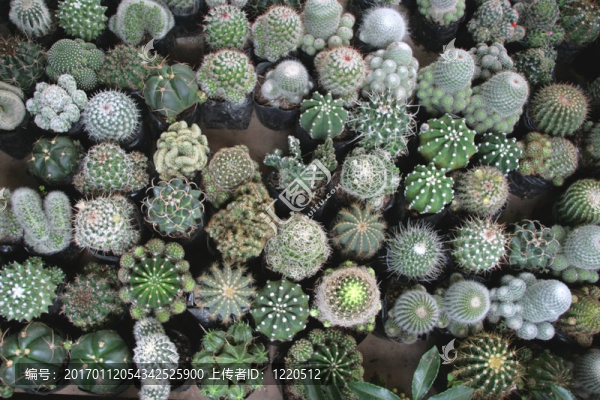 仙人掌植物