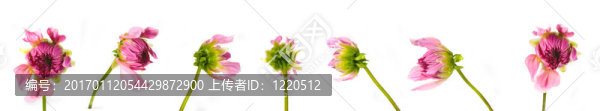 大麗花